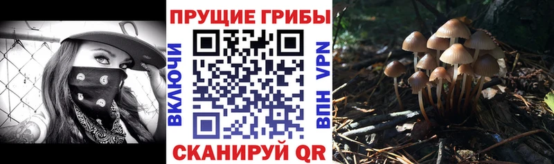 darknet клад  наркошоп  Зеленокумск  Галлюциногенные грибы прущие грибы 